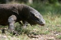 Varan de Komodo
