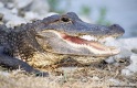 Crocodile