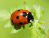 Coccinelle